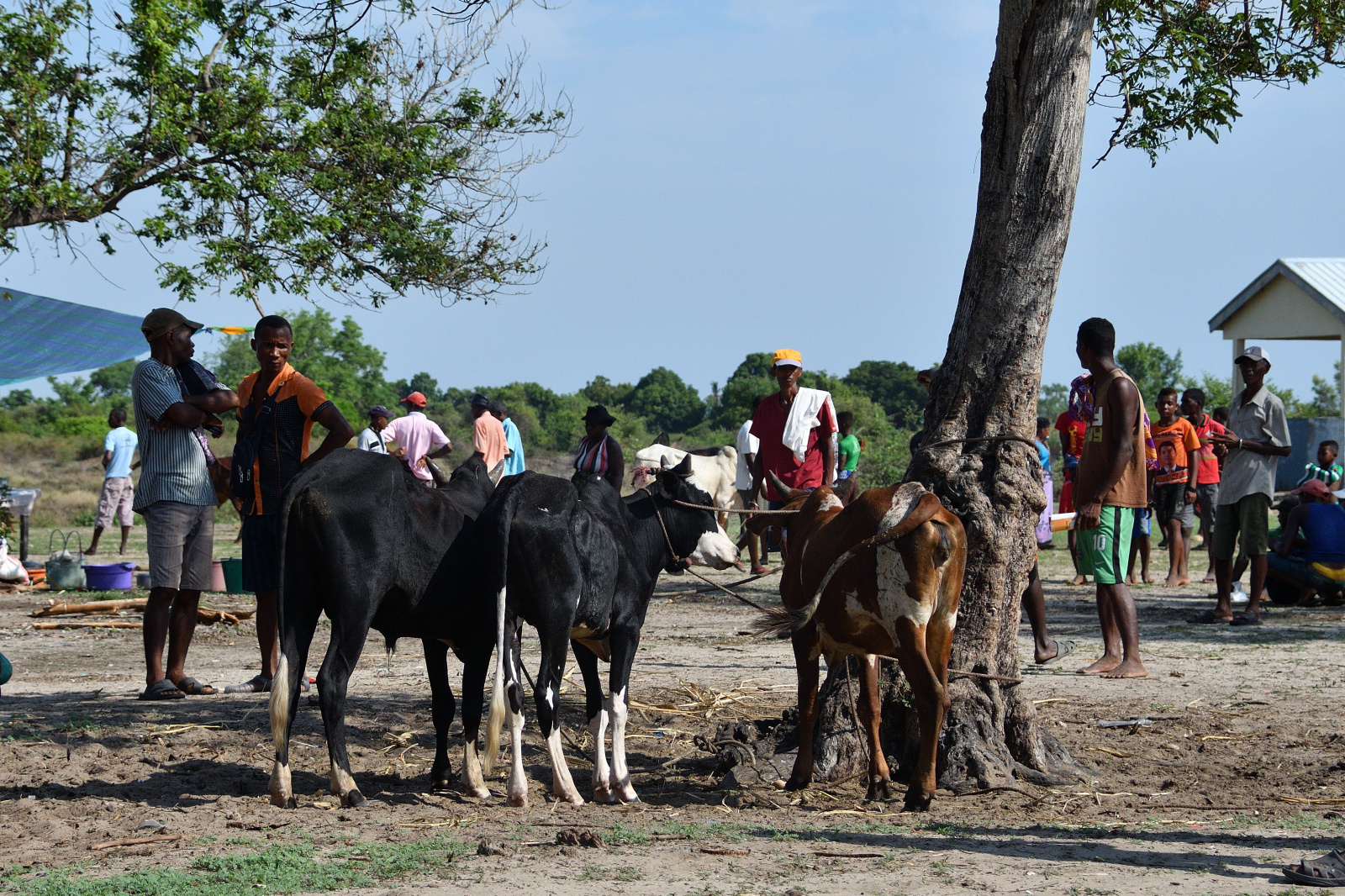 Kleiner Zebu-Markt