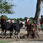 Kleiner Zebu-Markt