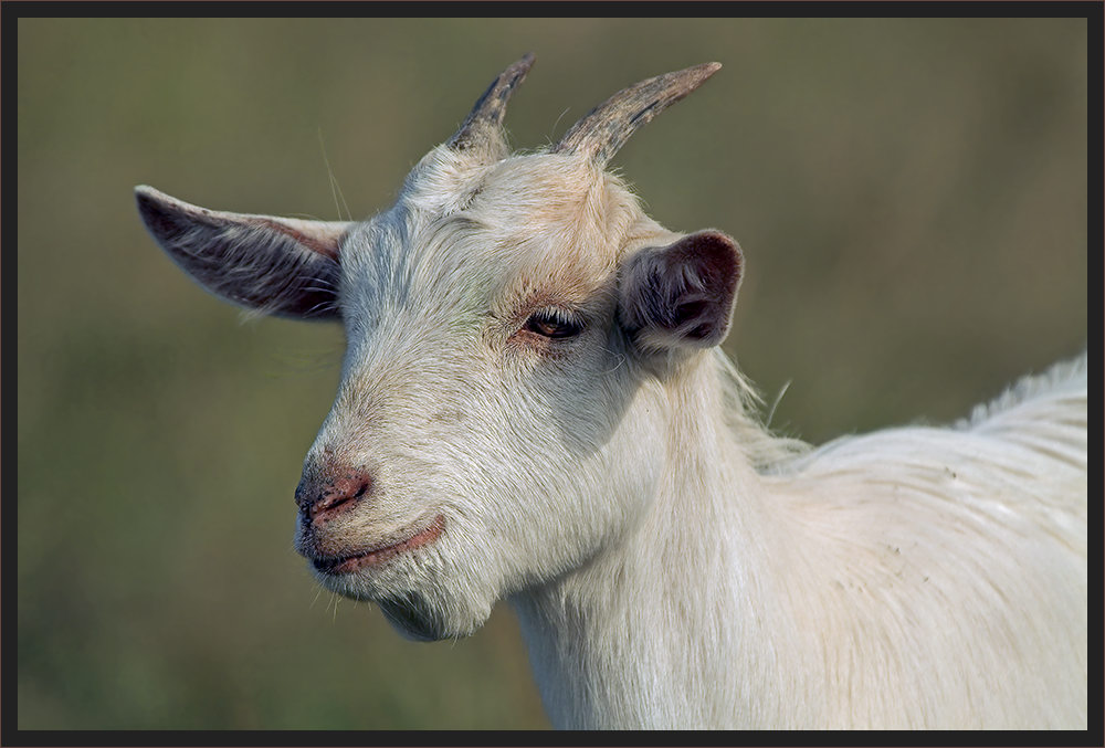 Kleiner Ziegenbock caper hircus haedulus