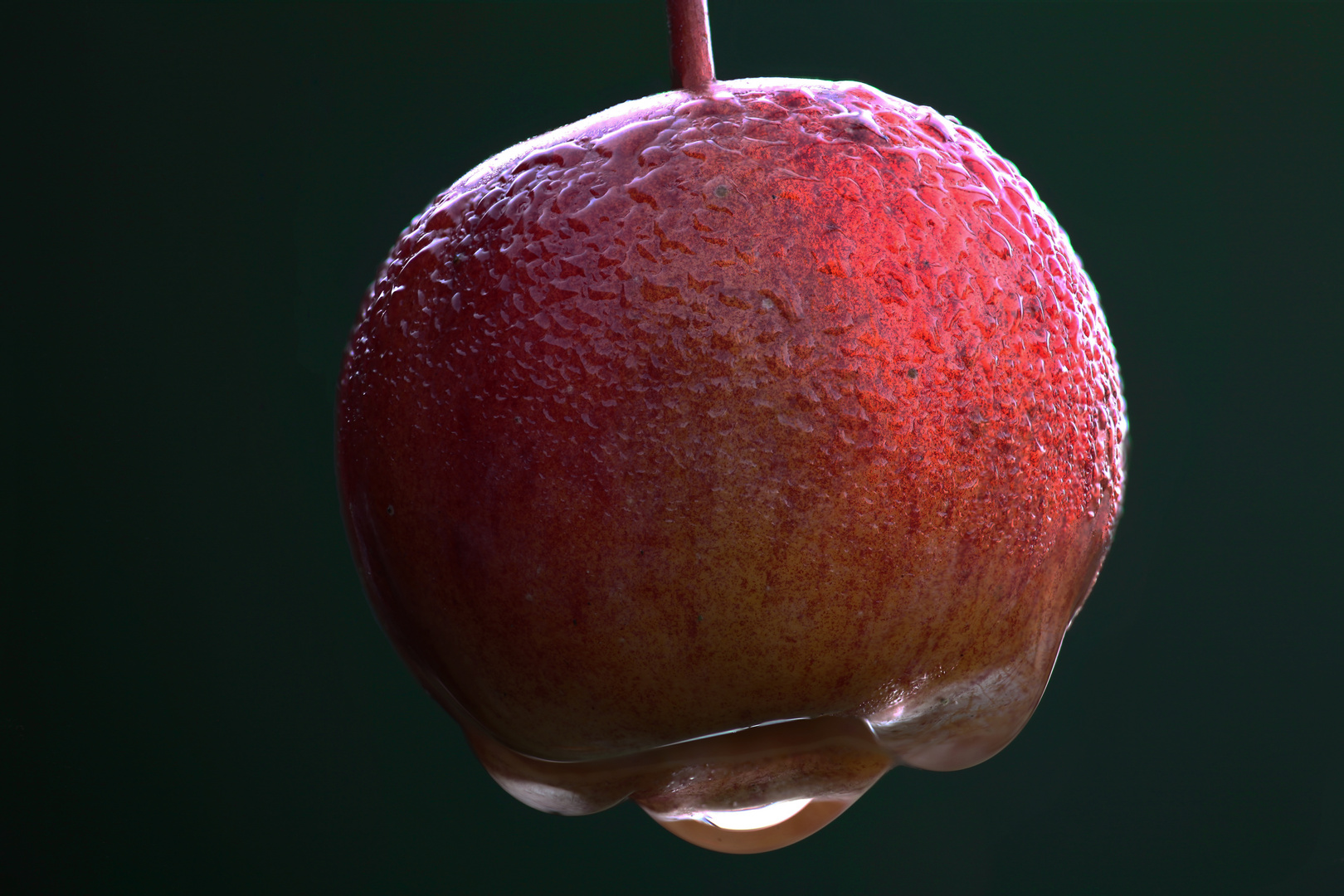 kleiner Zierapfel nach dem ersten Schnee