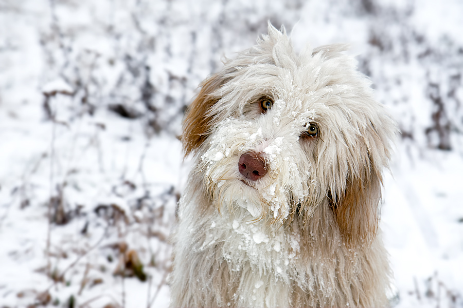 Kleiner Zottelbär im Schnee