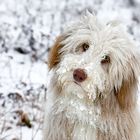 Kleiner Zottelbär im Schnee