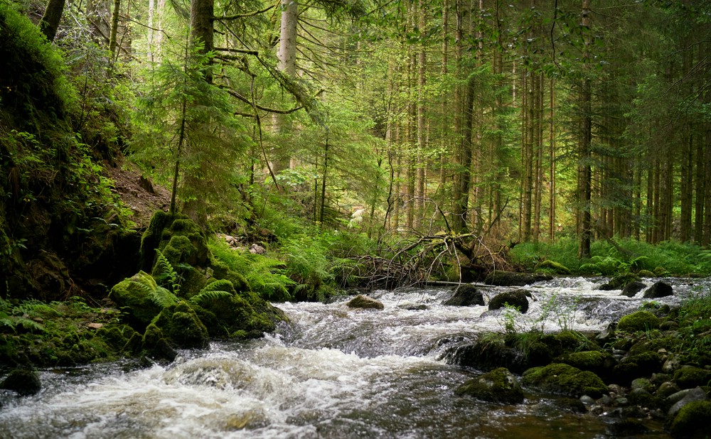 kleiner Zulauf zur Alb