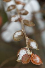 Kleiner Zweig