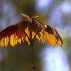 Kleiner Zweig im Gegenlicht