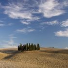 kleiner Zypressenwald in der Toscana