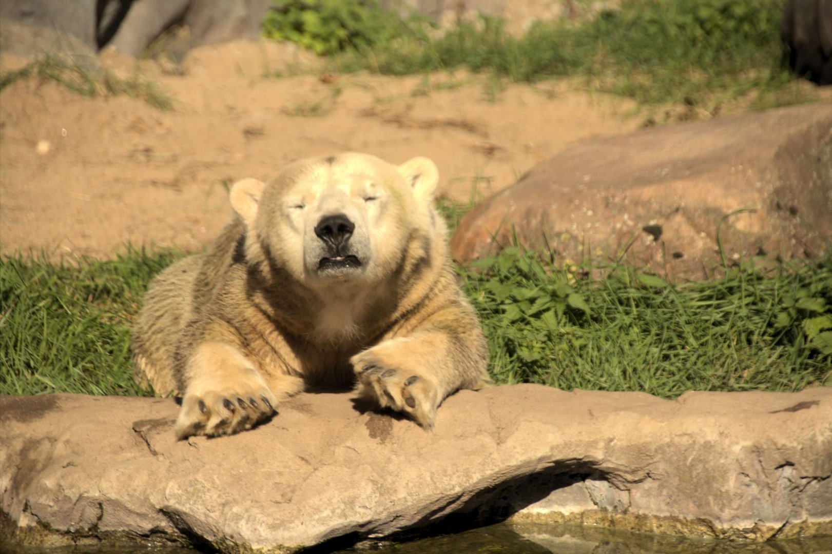 Kleiner_Eisbär