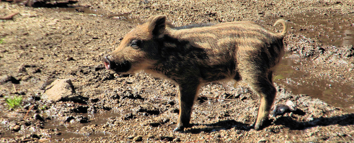 KLEINERES HINDERNIS