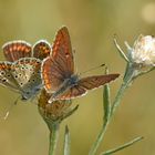 Kleiner/Großer Sonnenröschen-Bläuling (Aricia agestris/araxerxes-Komplex)