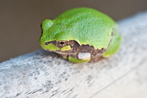 kleiner,grüner Freund