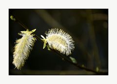 *kleiner.igel*