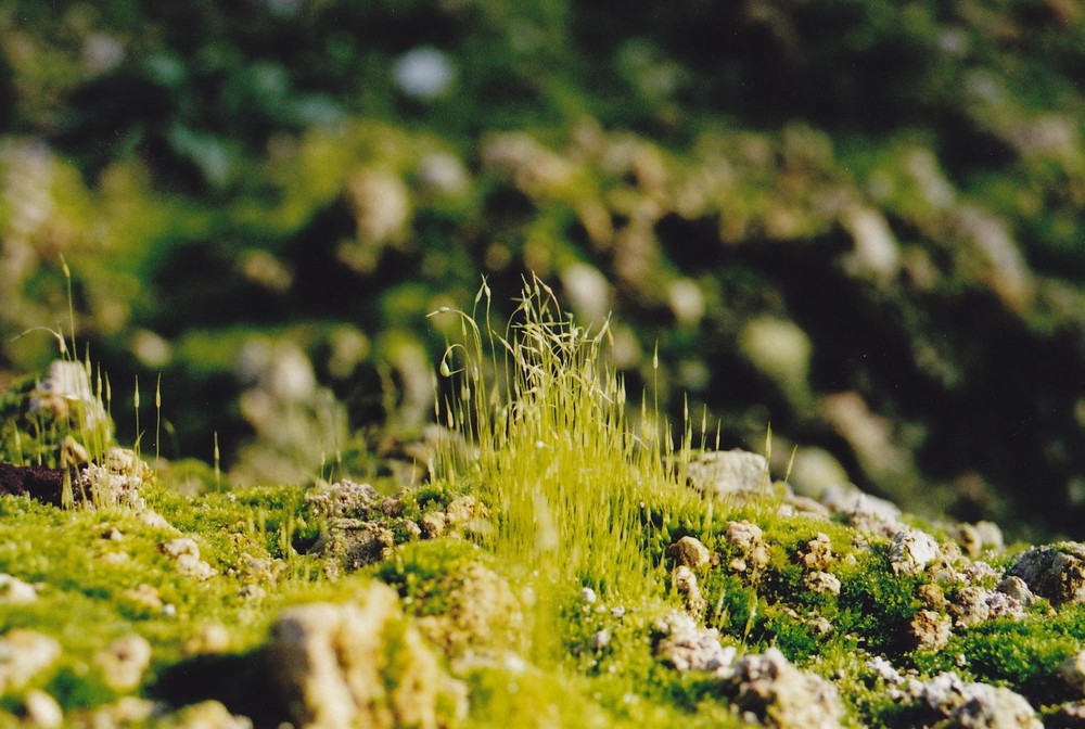 Kleinerwald sehr kleinerwald