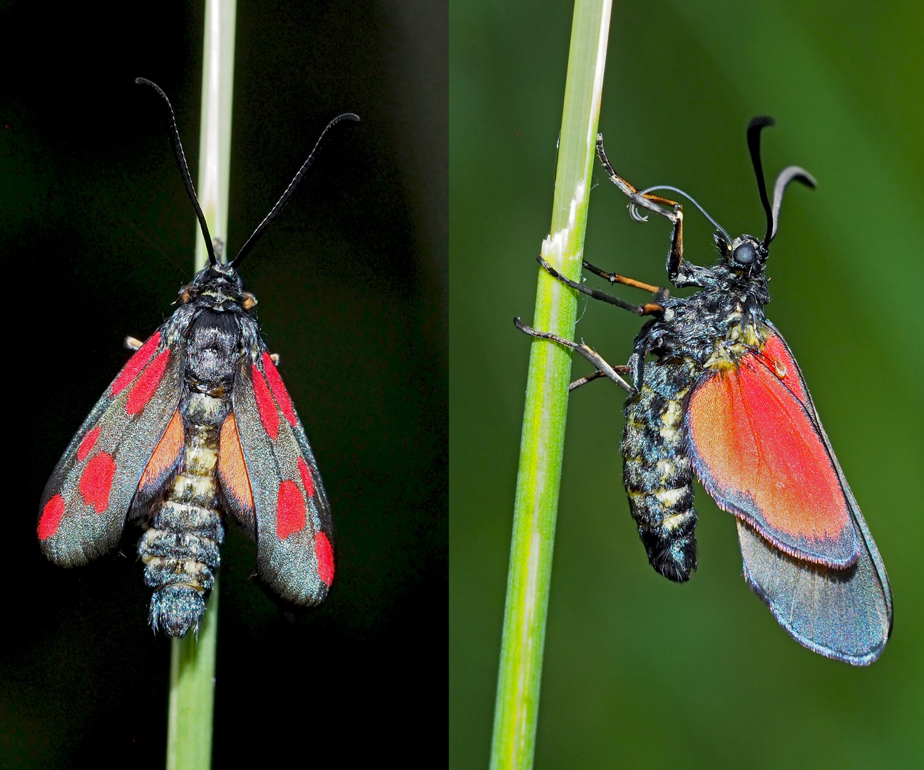 Kleines 5-Fleck-Widderchen (Zygaena viciae) - La Zygène des Thérésiens.