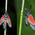 Kleines 5-Fleck-Widderchen (Zygaena viciae) - La Zygène des Thérésiens.