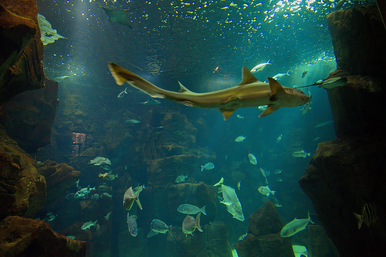 Kleines aber feines Aquarium