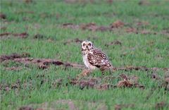 Kleines Ackergespenst