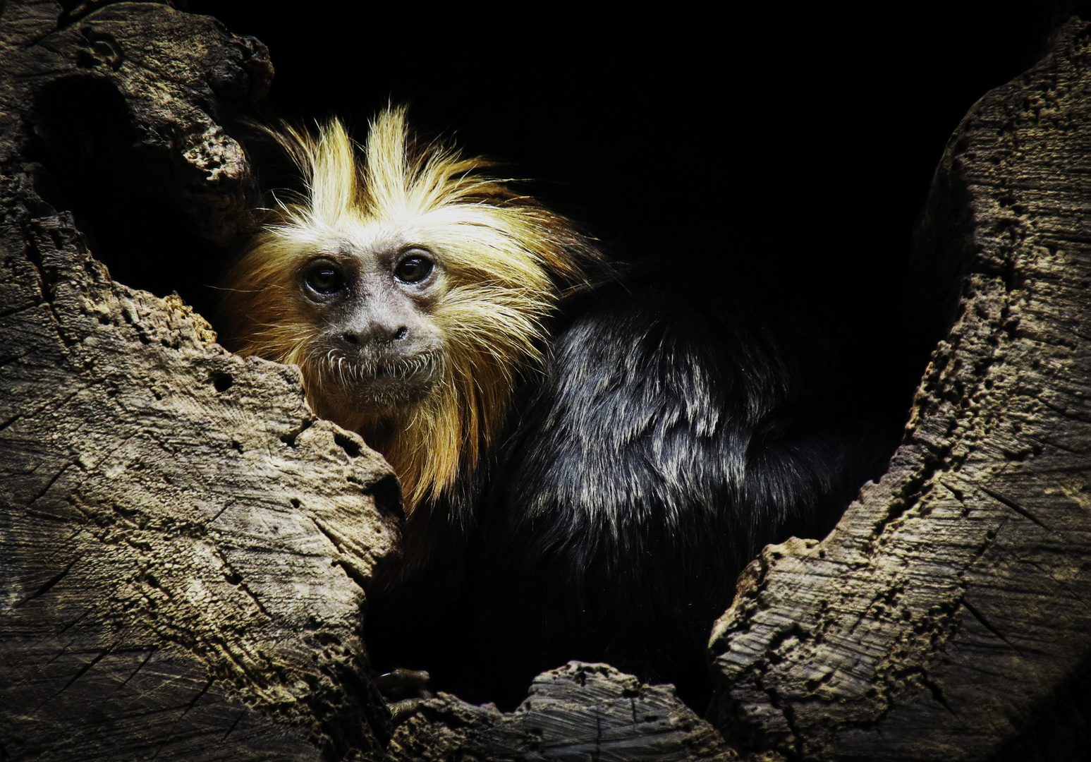 Kleines Äffchen Foto &amp; Bild | tiere, zoo, wildpark &amp; falknerei ...