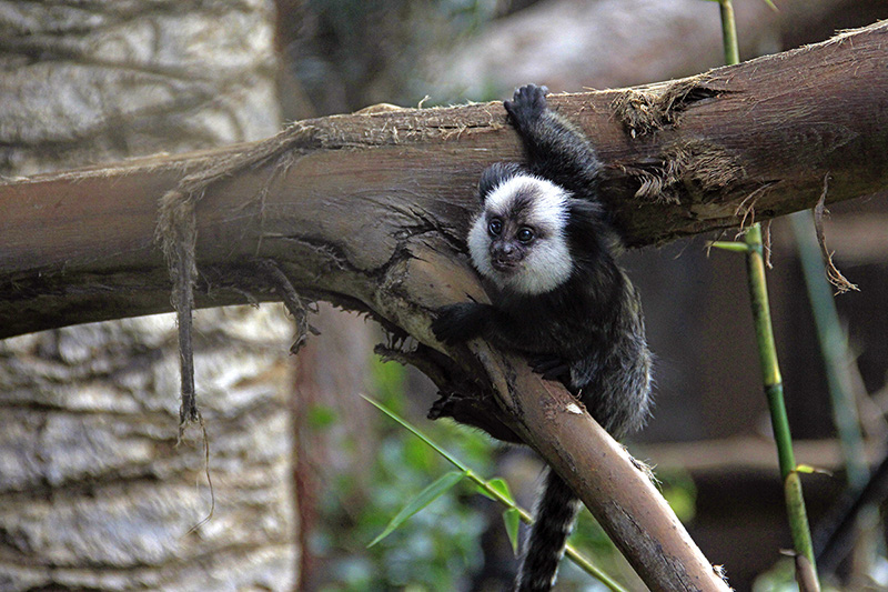 Kleines Äffchen Foto &amp; Bild | tiere, zoo, wildpark &amp; falknerei ...