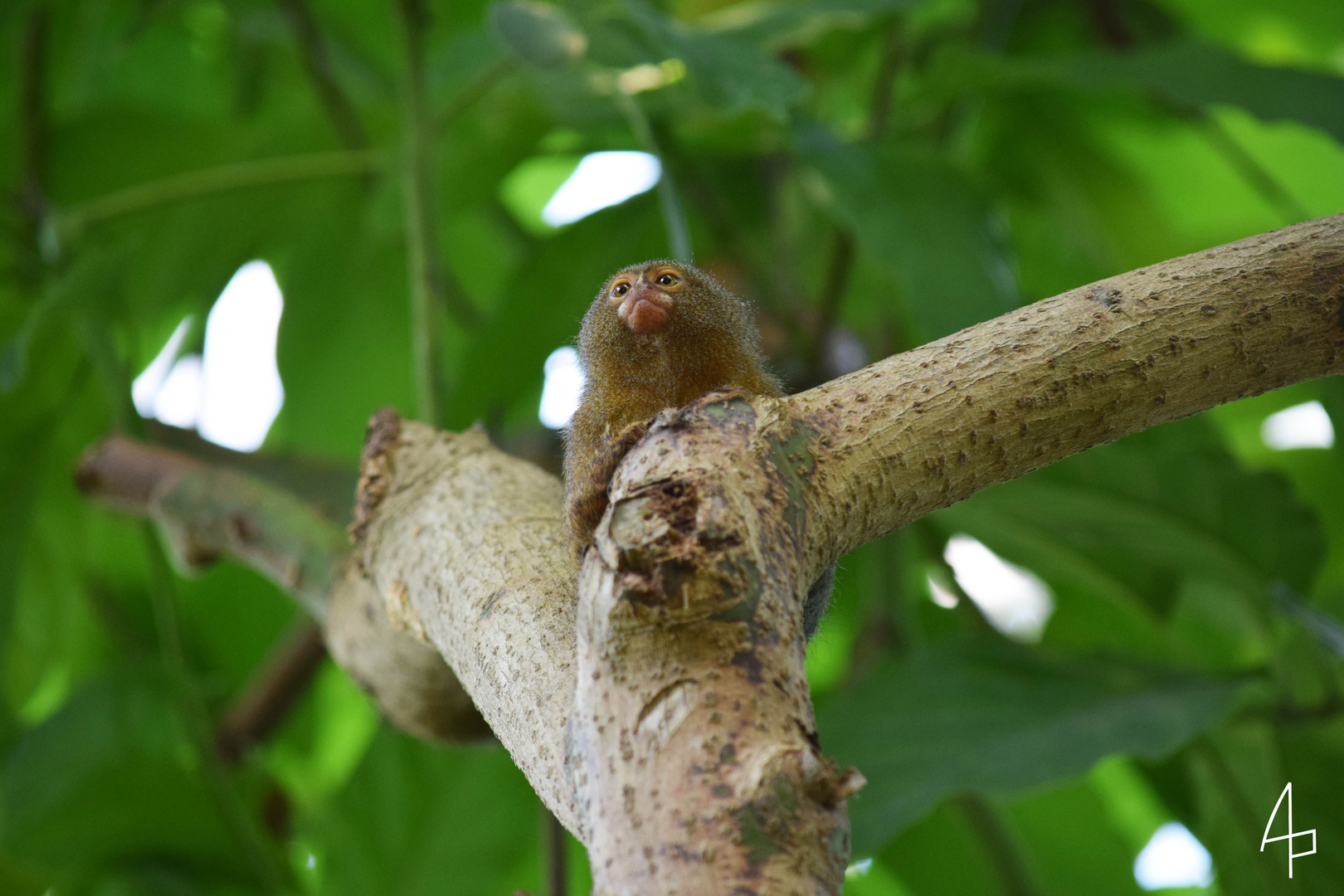 Kleines Äffchen Foto &amp; Bild | baum, natur, zoo Bilder auf fotocommunity