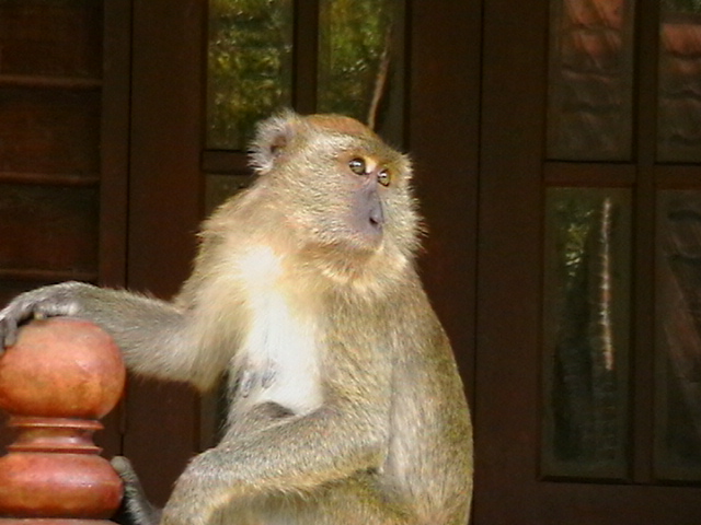 Kleines Äffchen in freier Natur in Malaysia