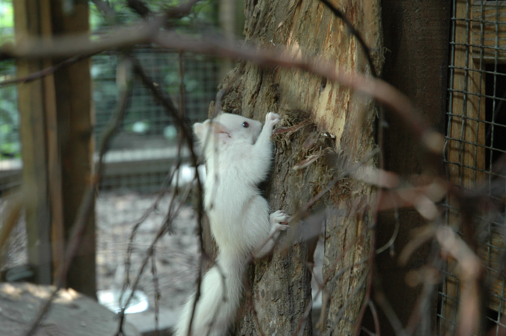 Kleines Albino-Hörnchen