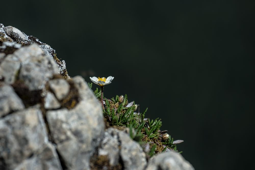 Kleines Alpenblümchen