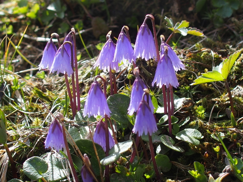 Kleines Alpenglöckchen 'Soldanella pusilla'