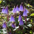 Kleines Alpenglöckchen 'Soldanella pusilla'