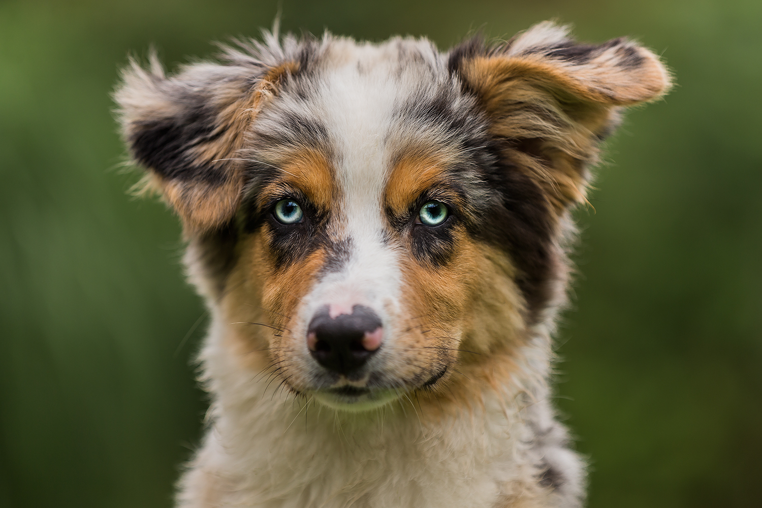 Kleines Australian Shepherd Mädchen