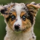 Kleines Australian Shepherd Mädchen