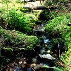 kleines Bächle am Blauen Stein