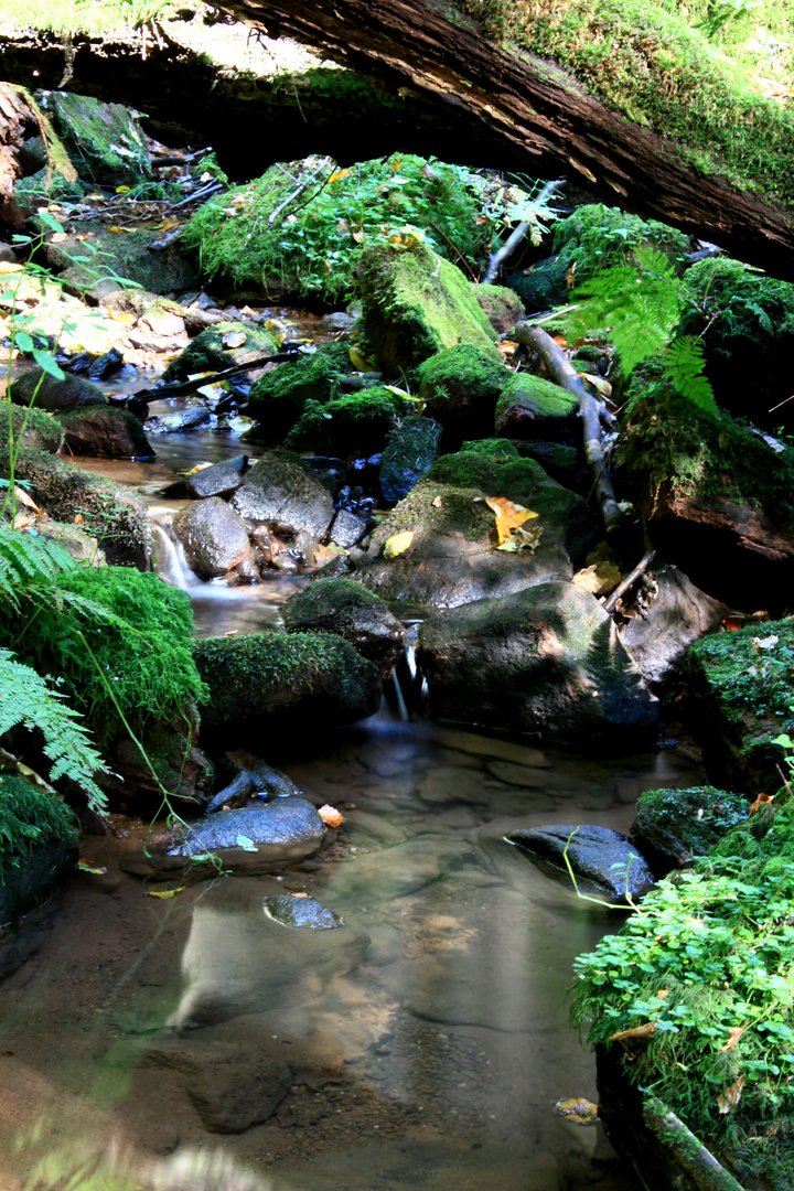 kleines Bächlein im Wald