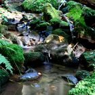 kleines Bächlein im Wald