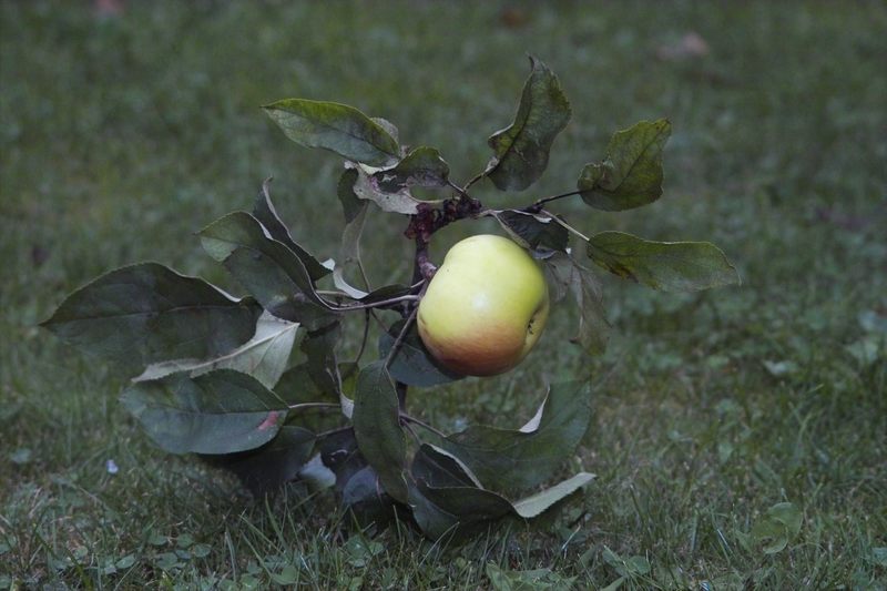 Kleines Bäumchen.... großer Apfel!!!