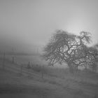 Kleines Bäumchen im Nebel 