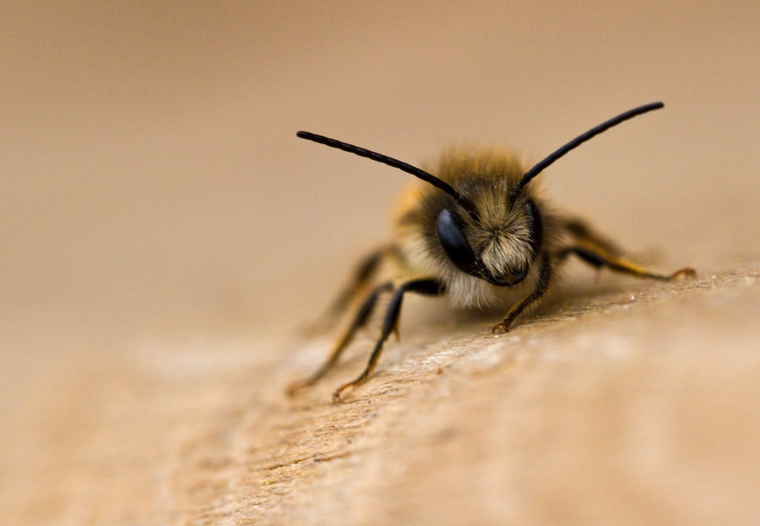 Kleines Bienchen