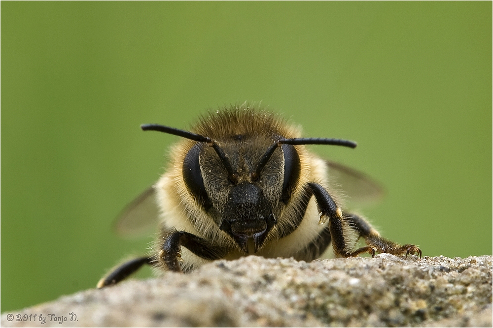 kleines Bienchen ...