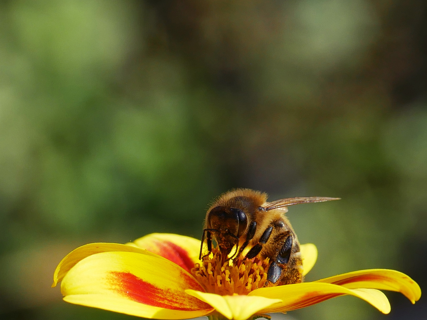 Kleines Bienchen