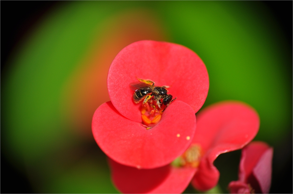 Kleines Bienchen auf Christusdorn.....