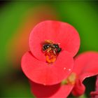 Kleines Bienchen auf Christusdorn.....