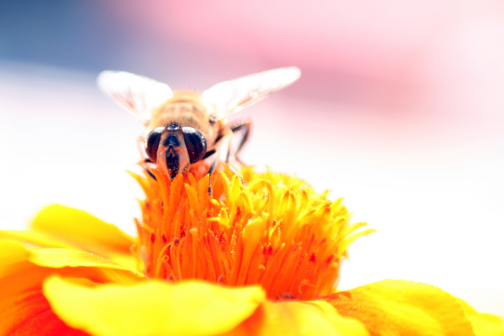 kleines Bienchen