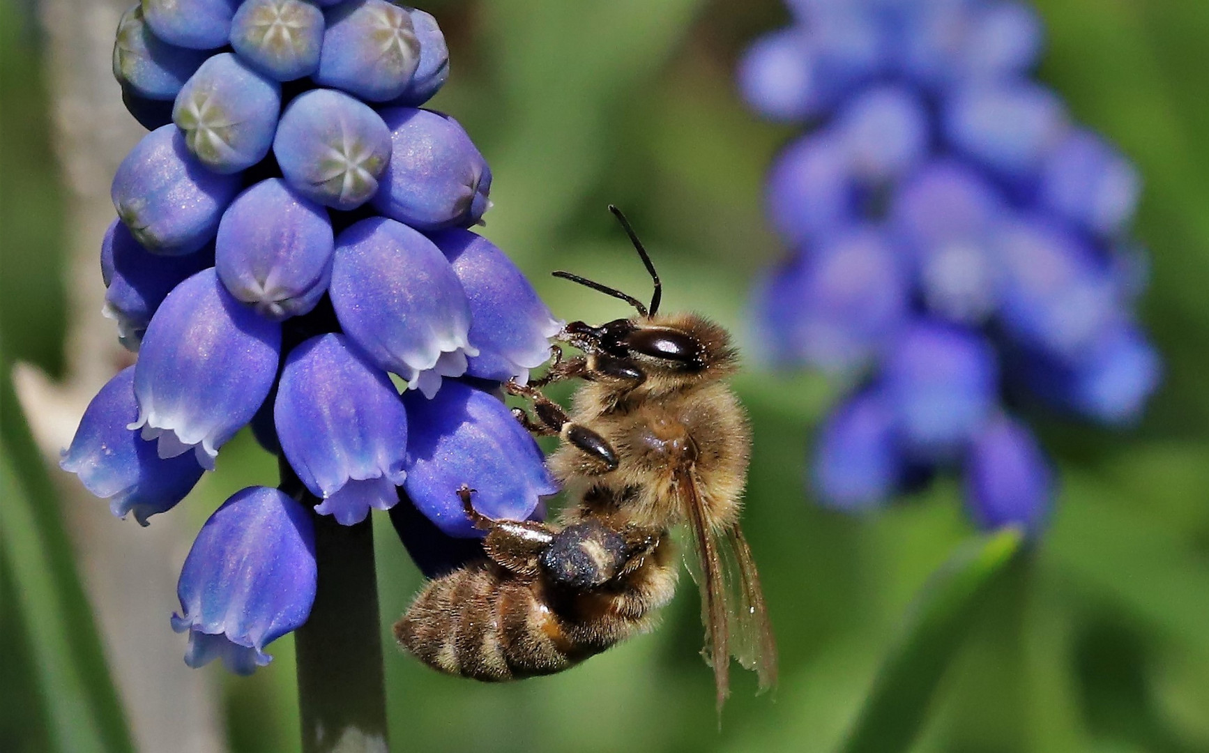 Kleines Bienchen