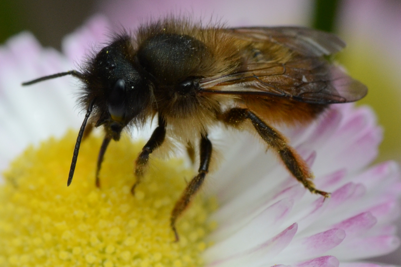 kleines Bienchen