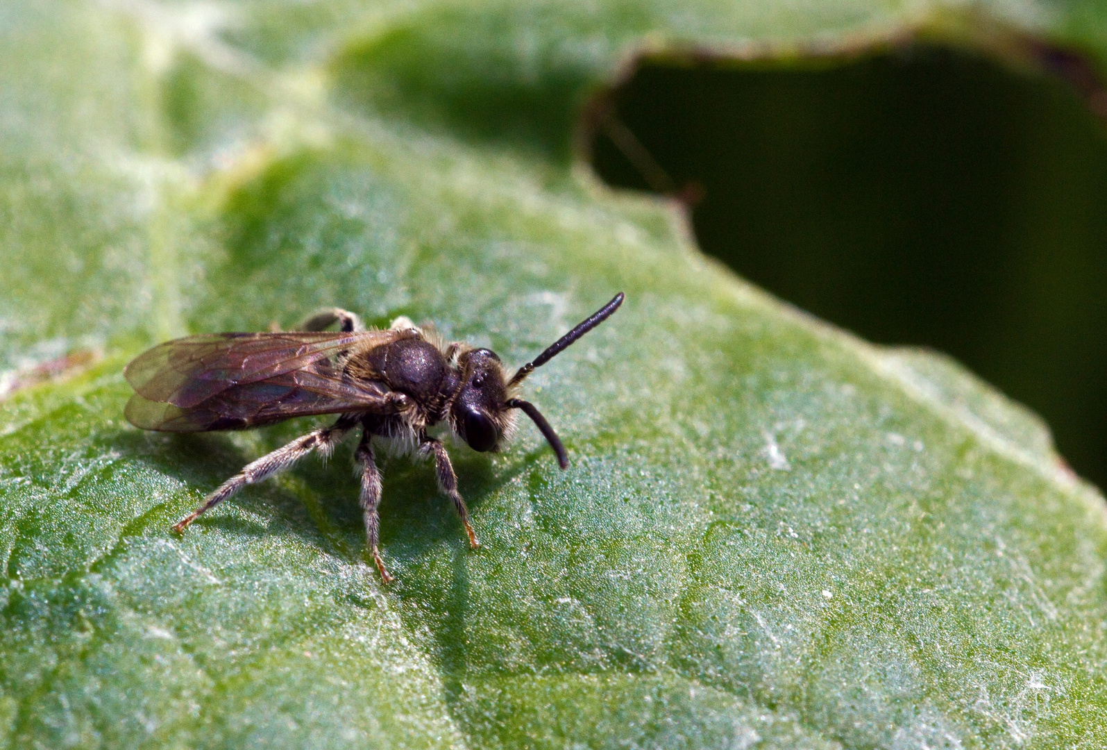 Kleines Bienchen