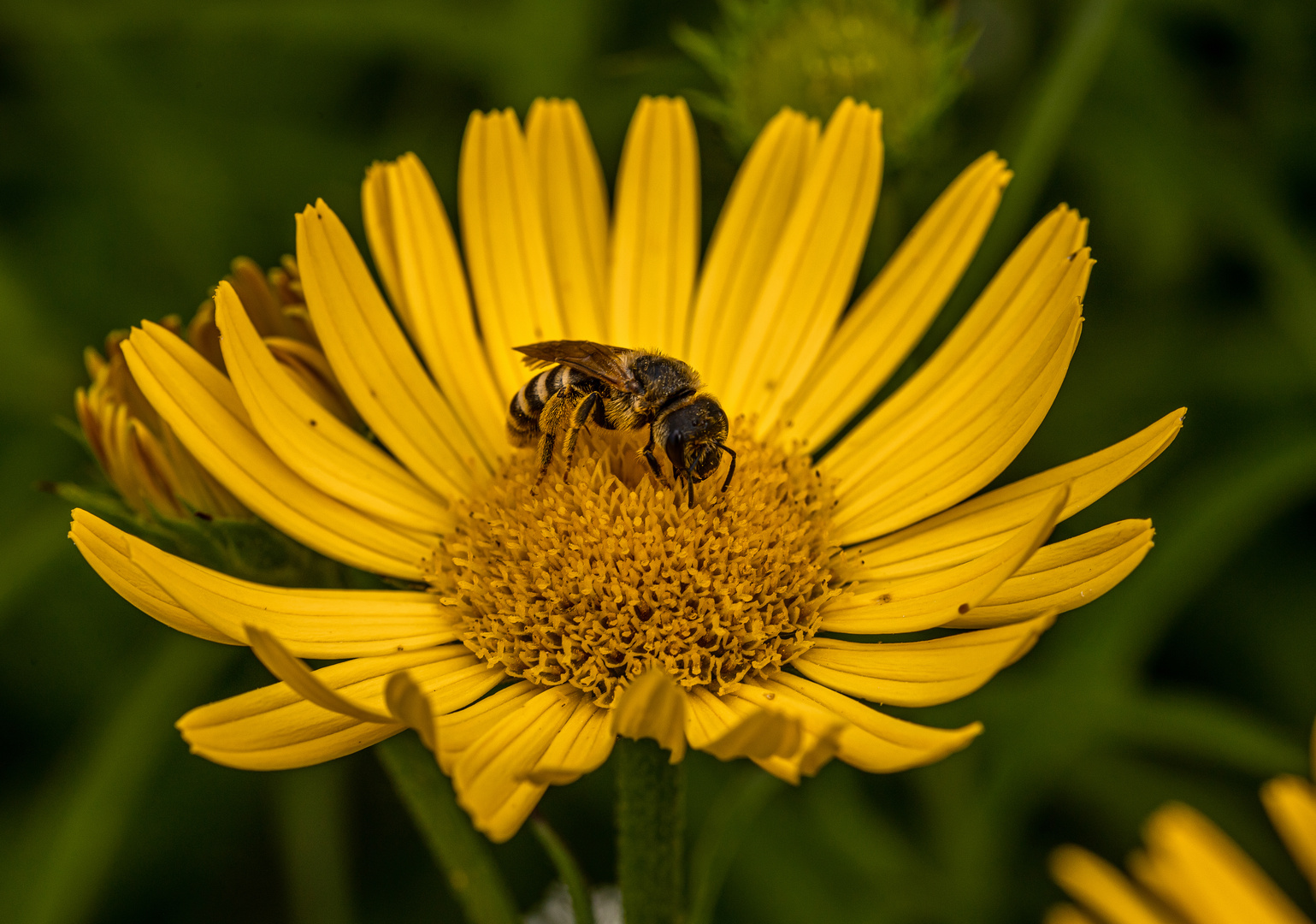 Kleines Bienchen