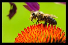 kleines Bienchen(ist ein  orginal  )Macro-Objektiv Sigma 180 3,5