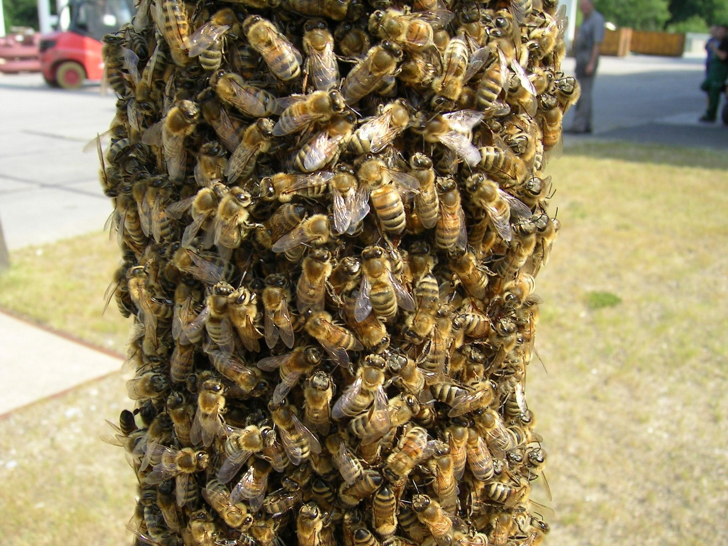 Kleines Bienen Problem 3