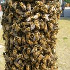 Kleines Bienen Problem 3