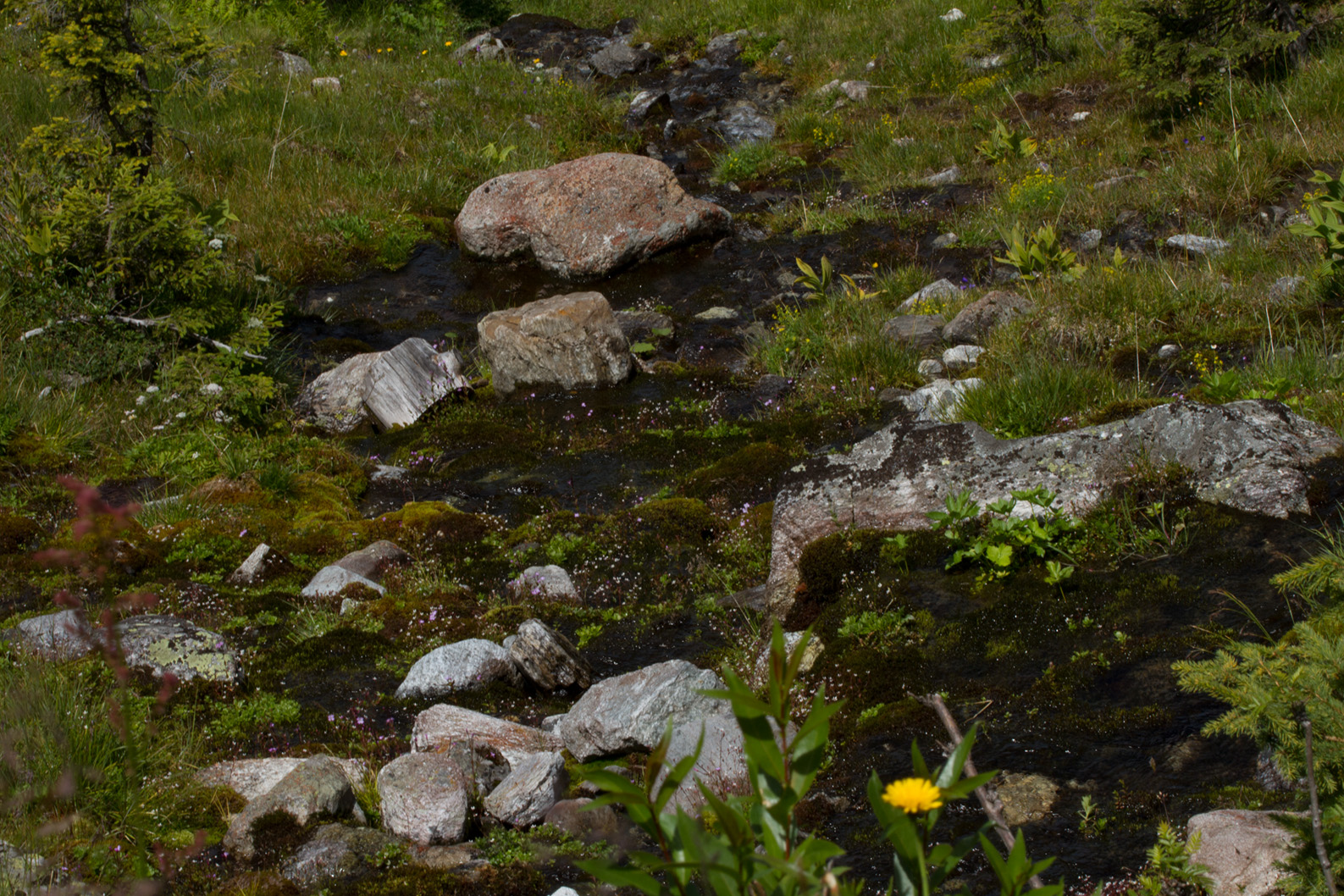 kleines Biotop in freier Natur