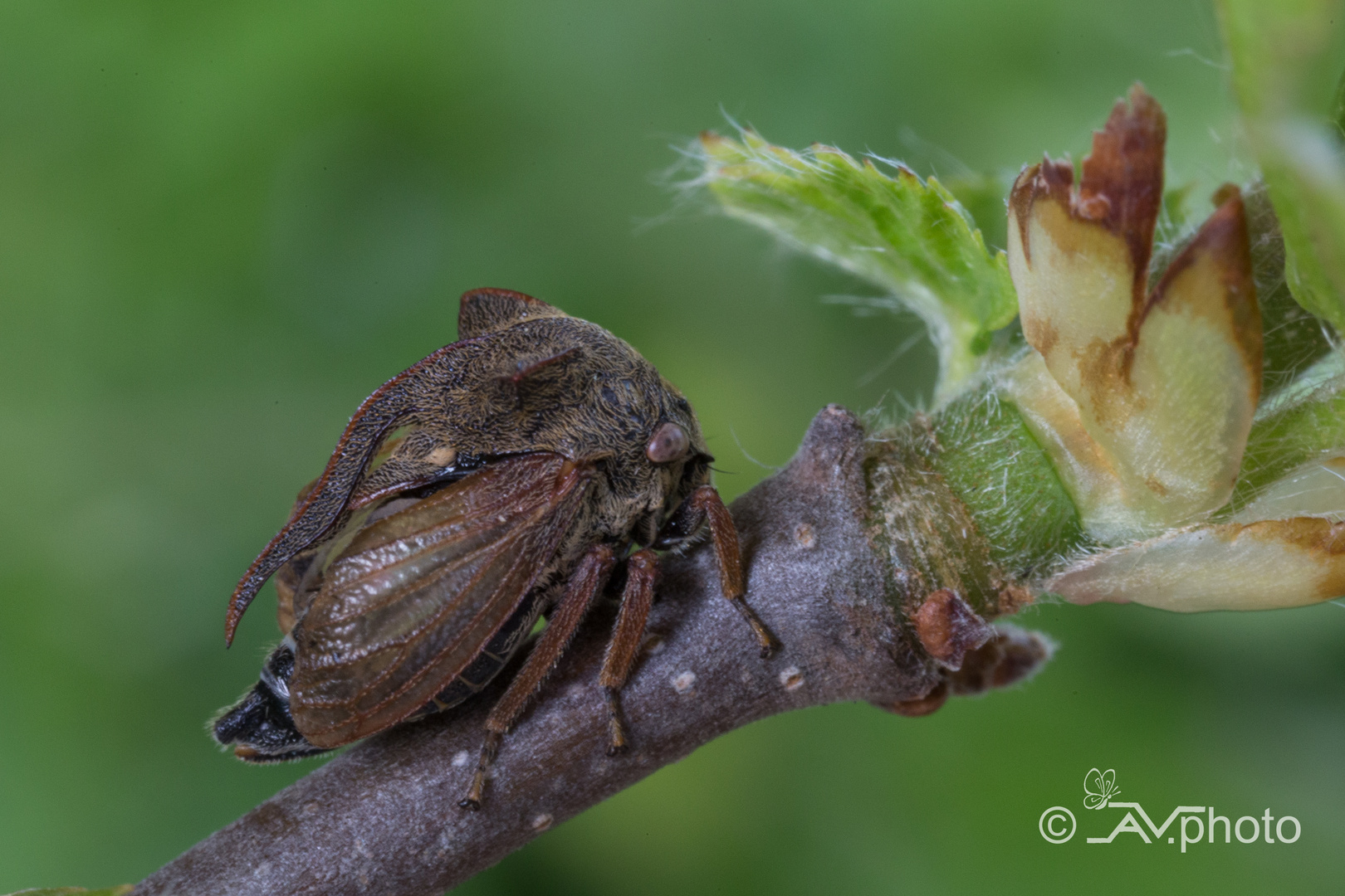 Kleines Bizarres Monsterchen Foto Bild Natur Pflanzen Insekten Bilder Auf Fotocommunity